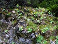 yellow mountain cowslip flowers