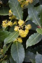 Yellow blooming bay leaves close up full frame