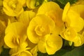 Yellow blooming begonia flower closeup Royalty Free Stock Photo