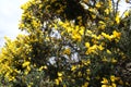 Yellow blooming Broom on the beach