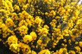 Yellow blooming Broom on the beach