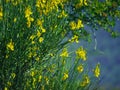 Yellow blooming broom with blurred blue background Royalty Free Stock Photo