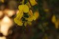 Yellow blooming broom in a garden