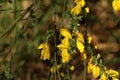 Yellow blooming broom in a garden