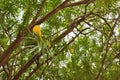 Yellow blooming cascabela thevetia bud