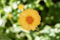 Yellow blooming chrysanthemum bright flower among other garden buds and green leaves above view as natural background macro Royalty Free Stock Photo