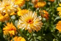 Yellow blooming chrysanthemum bright flower among other garden buds and green leaves as natural background macro Royalty Free Stock Photo