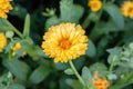 Yellow blooming chrysanthemum bright flower among other garden buds and green leaves side view as natural background macro Royalty Free Stock Photo