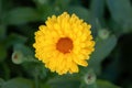 Yellow blooming chrysanthemum bright flower among other garden closed buds and green leaves above view as natural background macro Royalty Free Stock Photo