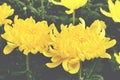 Yellow Blooming Chrysanthemum Flowers