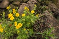 Yellow blooming common fleabane