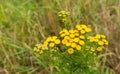 Yellow blooming Common Tansy