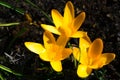 Yellow blooming crocuses, first spring flowers croci