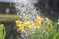 Yellow blooming daffodil with water drops. Sunny day. It rains in sunny day. Low angle. Sunshine. Sunrise.