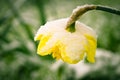 Yellow blooming daffodils covered with white snow Royalty Free Stock Photo