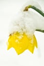 Yellow blooming daffodils covered with white snow Royalty Free Stock Photo