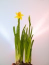 Yellow blooming daffodils in a flower pot. hyacinth flower beds are ready to be planted in the flowerbed. spring flowers on a beau Royalty Free Stock Photo