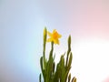 Yellow blooming daffodils in a flower pot. hyacinth flower beds are ready to be planted in the flowerbed. spring flowers on a beau Royalty Free Stock Photo