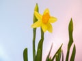 Yellow blooming daffodils in a flower pot. hyacinth flower beds are ready to be planted in the flowerbed. spring flowers on a beau Royalty Free Stock Photo