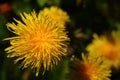 Yellow blooming dandelion flower in the meadow Royalty Free Stock Photo