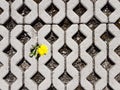 A yellow blooming dandelion flower sprouts between latticed concrete slabs in the daytime. Life conquers death and civilization. D