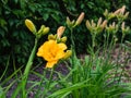 yellow blooming daylily flower