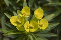 Yellow blooming Euphorbia dendroides close up Royalty Free Stock Photo