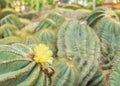 Yellow Blooming Flower from Cactus Plant in The Big Garden Royalty Free Stock Photo