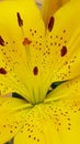 Yellow blooming flower Royalty Free Stock Photo