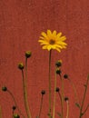 Yellow blooming flower on red wall background Royalty Free Stock Photo