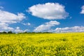 Yellow blooming flowering field and blue sky with white clouds. Landscape with yellow flowers of rapeseed. Royalty Free Stock Photo