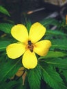 yellow blooming flowers with a bee on top. the background of the leaves is dark green Royalty Free Stock Photo