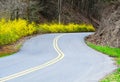Yellow blooming Forsynthia Bushes grow along a paved mountain road.