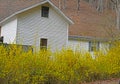 Yellow blooming Forsynthia Bushes stand in front of a white building.