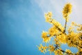 Yellow blooming Forsythia flowers on the blue sky background. A branch with bright yellow flowers in spring close up. Golden Bell