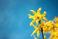Yellow blooming Forsythia flowers on the blue sky background. A branch with bright yellow flowers in spring close up. Golden Bell