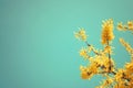 Yellow blooming Forsythia flowers on the blue sky background. A branch with bright yellow flowers in spring close up. Golden Bell