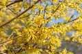 Yellow blooming Forsythia flowers in spring, blue sky on background. Golden Bell, Border Forsythia Forsythia x intermedia, Royalty Free Stock Photo