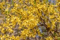 Yellow blooming Forsythia flowers in spring, blue sky on background. Golden Bell, Border Forsythia Forsythia x intermedia, Royalty Free Stock Photo