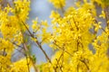 Beautiful Yellow blooming Forsythia flowers in spring, blue sky on background Royalty Free Stock Photo