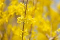 Beautiful Yellow blooming Forsythia flowers in spring, blue sky on background Royalty Free Stock Photo