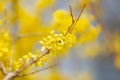 Beautiful Yellow blooming Forsythia flowers in spring, blue sky on background Royalty Free Stock Photo