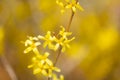 Beautiful Yellow blooming Forsythia flowers in spring, blue sky on background Royalty Free Stock Photo