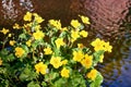 Yellow blooming marsh marigold by the water in spring. With a blurred background Royalty Free Stock Photo