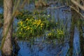 Yellow blooming marsh marigolds Caltha palustris in spring, light flowers in the dark blue water between trees in a wetland