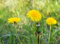 Yellow blooming medicinal dandelions IN GREEN GRASS, side view, open space, Sunny summer day Royalty Free Stock Photo