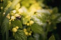 Yellow blooming nettle and bumblebee. Close-up of green leaves