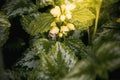 Yellow blooming nettle and bumblebee. Close-up of green leaves