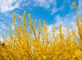 Yellow blooming over blue sky. Spring or summer nature background Royalty Free Stock Photo