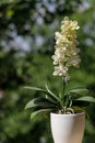 Yellow blooming peloric orchid phalaenopsis in the ceramic pot Royalty Free Stock Photo